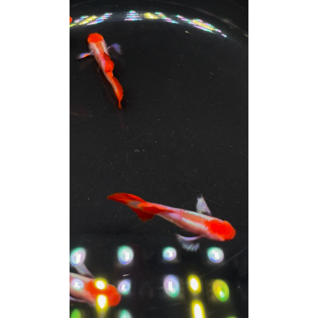 Hiasan Aquarium GUPPY ALBINO PRTDE KOI