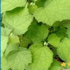 

DAUN PULUTAN PETIK PAS ADA ORDER500GRM