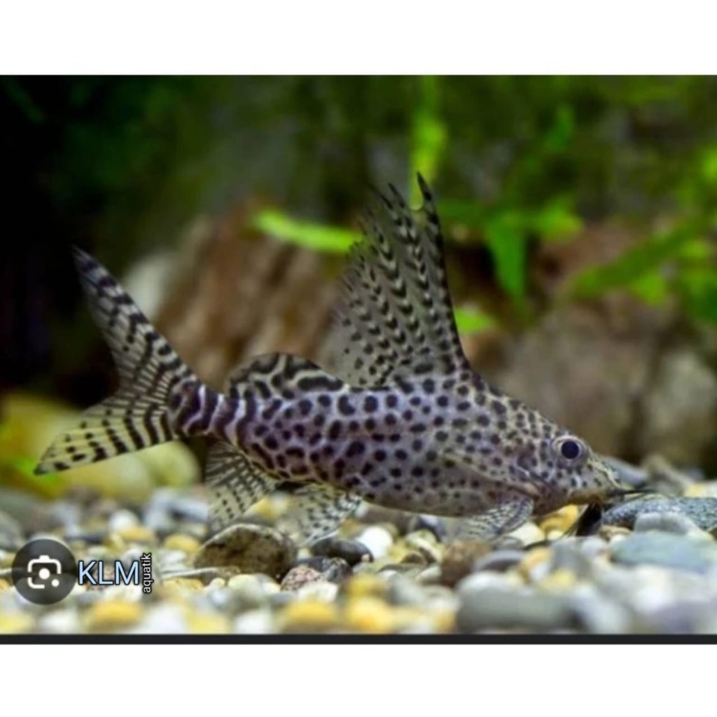 Pembersih synodontis