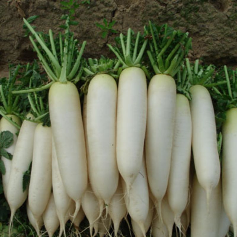 

lobak daikon 1 kg fresh ada bonus