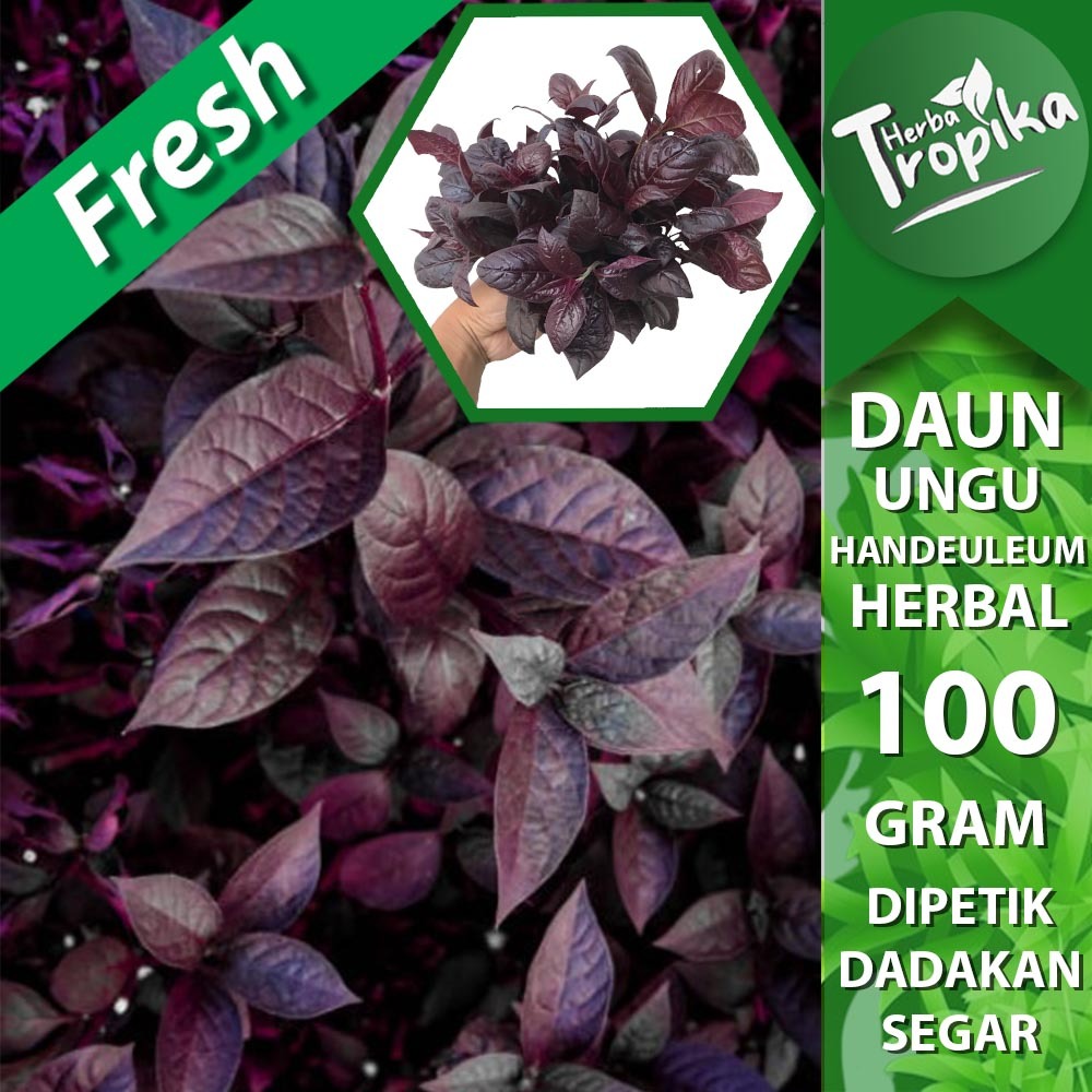 

Daun Ungu Handeuleum (Graptophyllum pictum) 100 gram segar herbal alami toko herba tropika