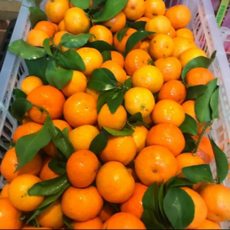 

Buah Jeruk Shantang Daun 1kg