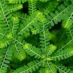 

DAUN MENIRAN HERBAL PETIK PAS ADA ORDER100GRM