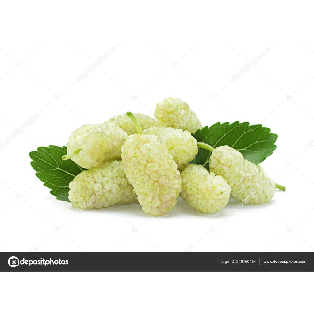

Tanaman White Mulberry