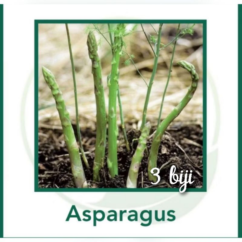 

Benih Asparagus