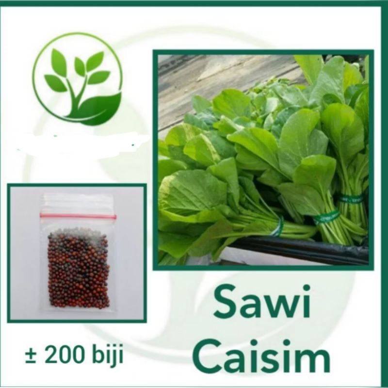 

Benih Sawi Caisim Unggul