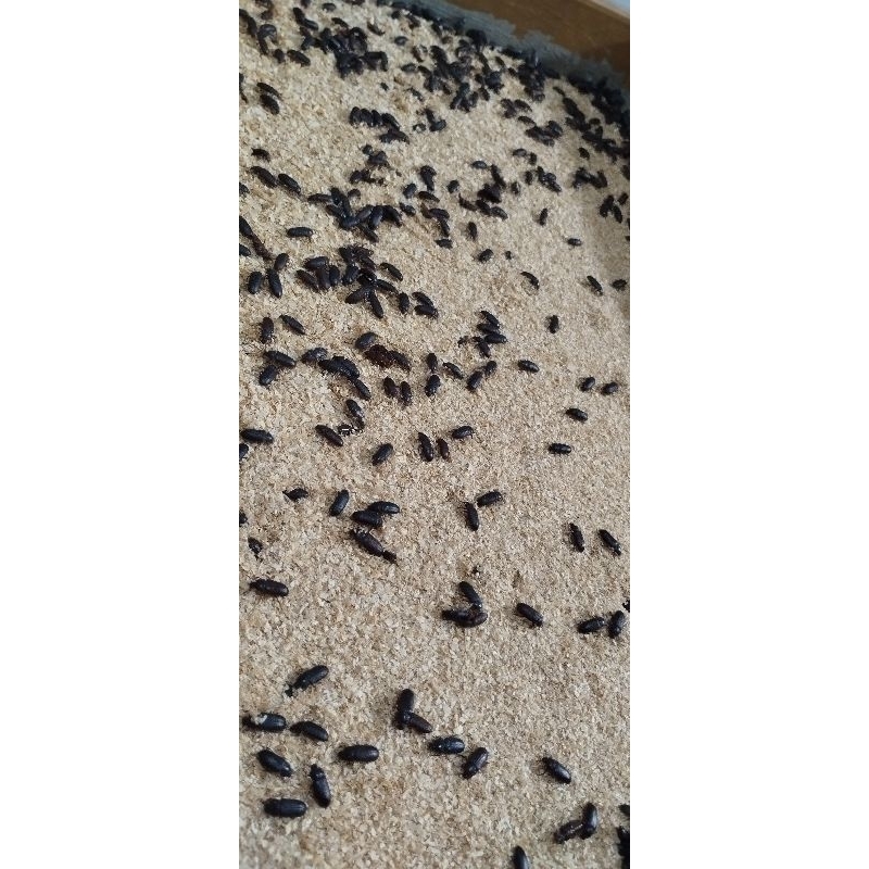 kepik ulat hongkong 1 gelas