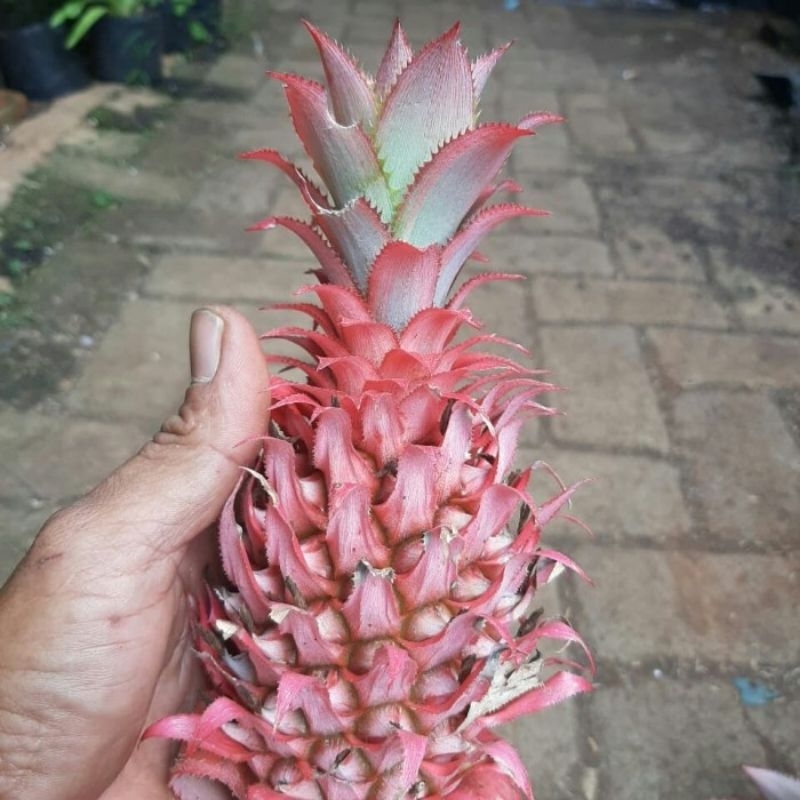 

Nanas merah