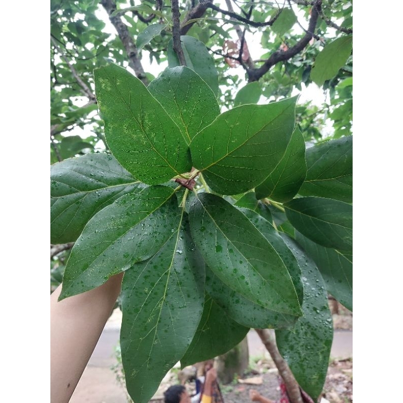 

DAUN ALPUKAT SEGAR PREMIUM 100 lembar FRESH DIPETIK DARI KEBUN SENDIRI