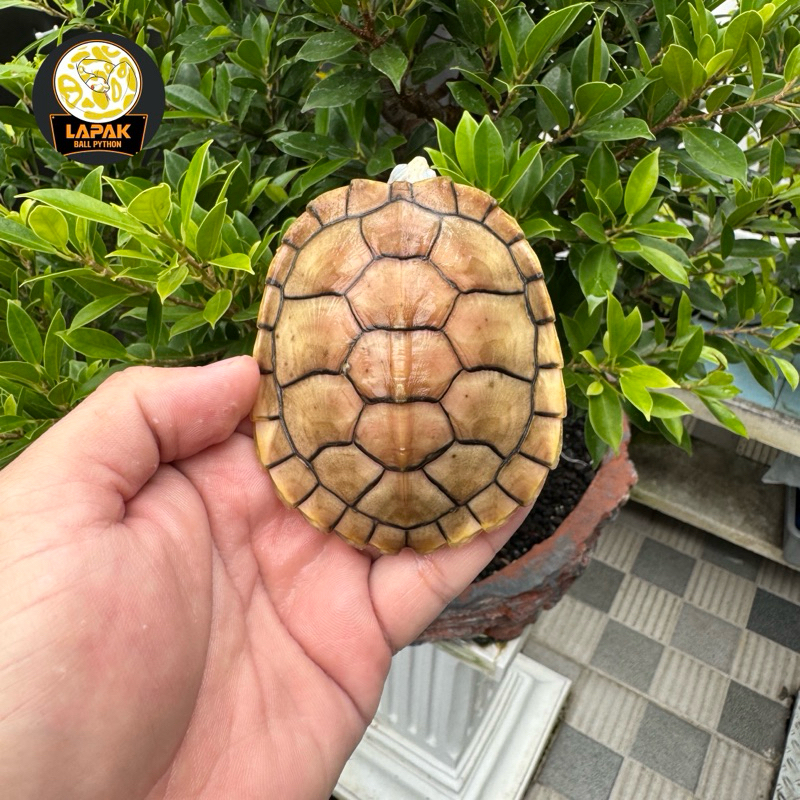 Res Caramel Pink Albino | Res Albino | Resbino | Kura Brazil