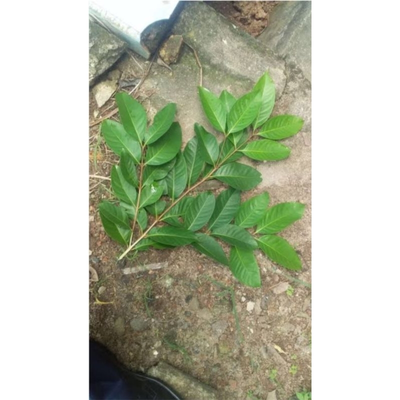 

daun salam segarr per pcs di ambil langsung bila ada orderan masuk