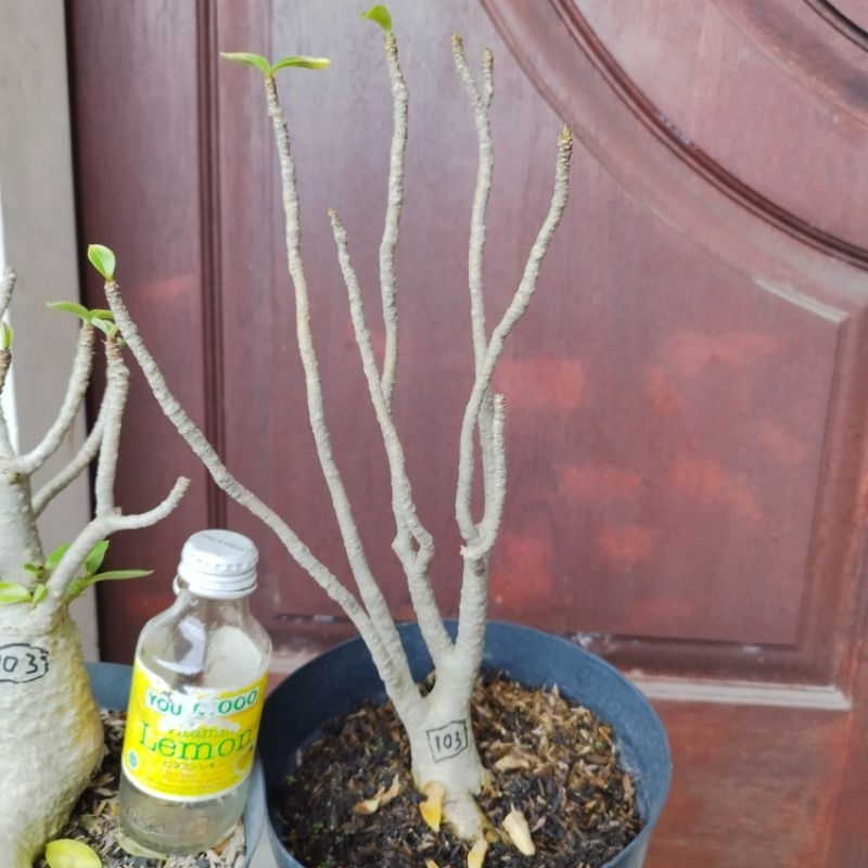 Adenium Arabicum RCN 2POHON