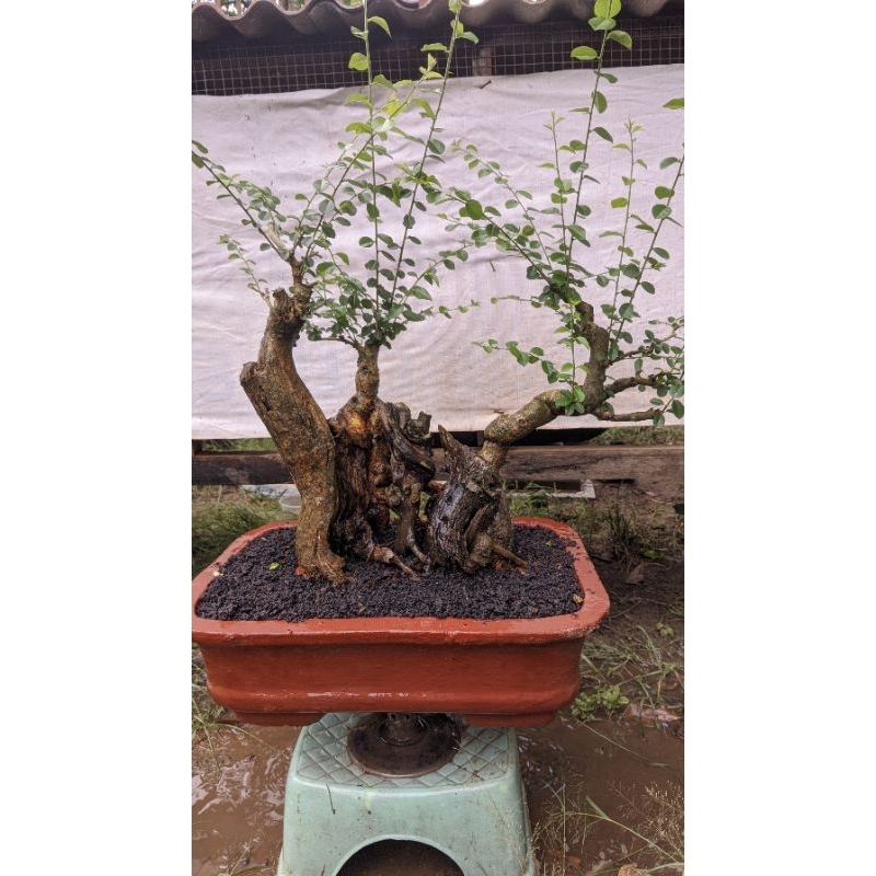 bahan bonsai sisir