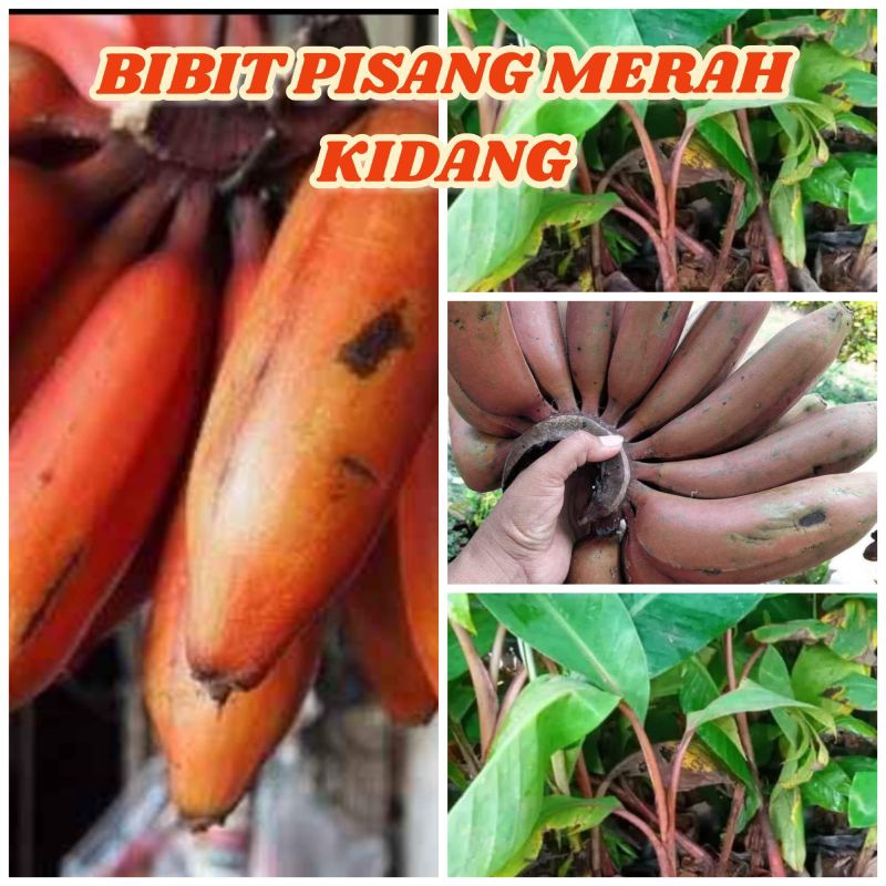 

Bibit pisang MERAH KIDANG rasa manis eksotis