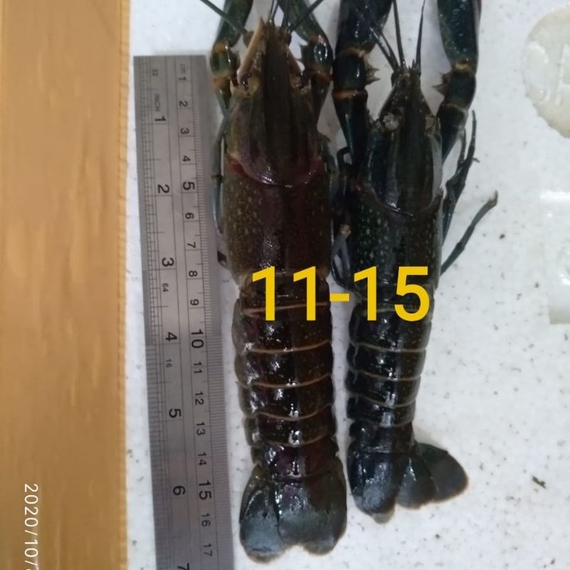 

Baby lobster fresh (beku) uk 11-15ekor/kg kualitas export