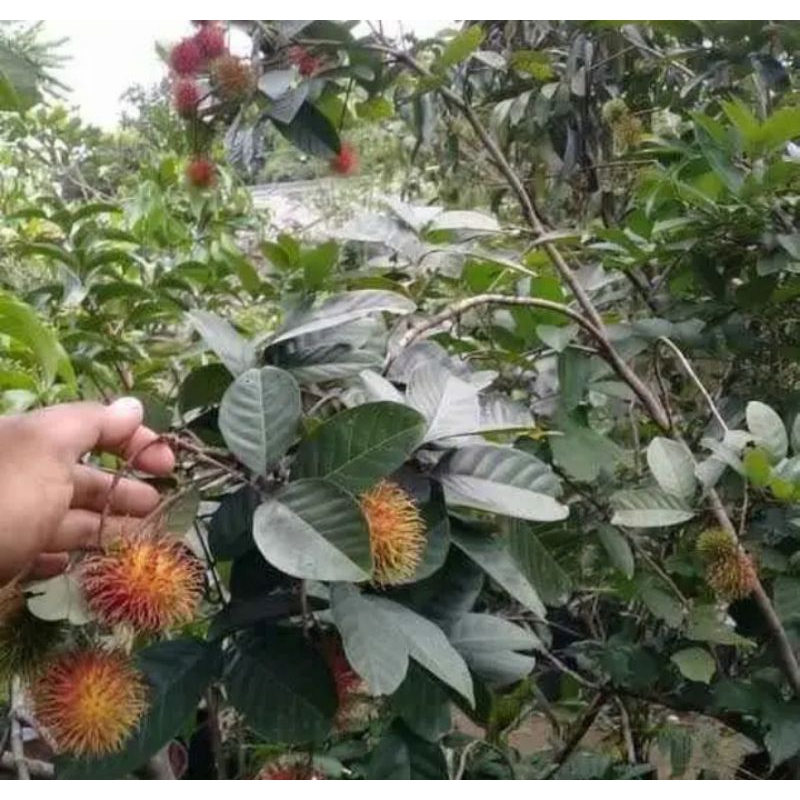 

pohon rambutan binjai