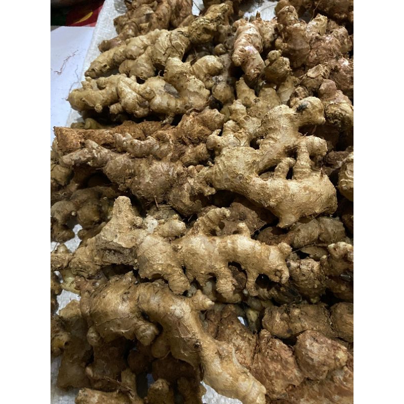 

Jahe Emprit Fresh Rempah Bumbu Masakan