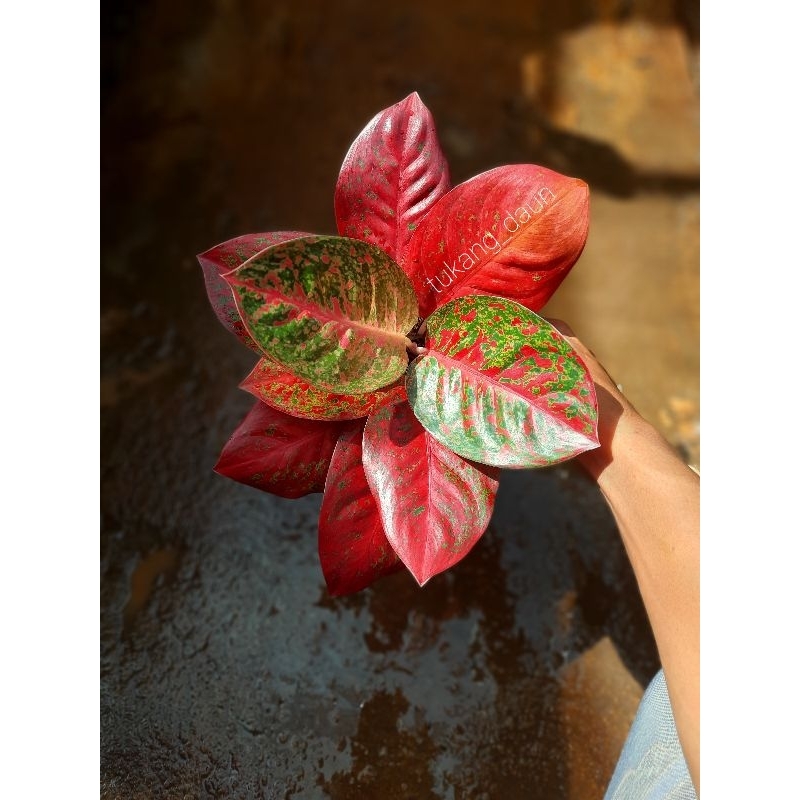 Aglonema Super red stardust/dewasa/barang pilihan/rosset