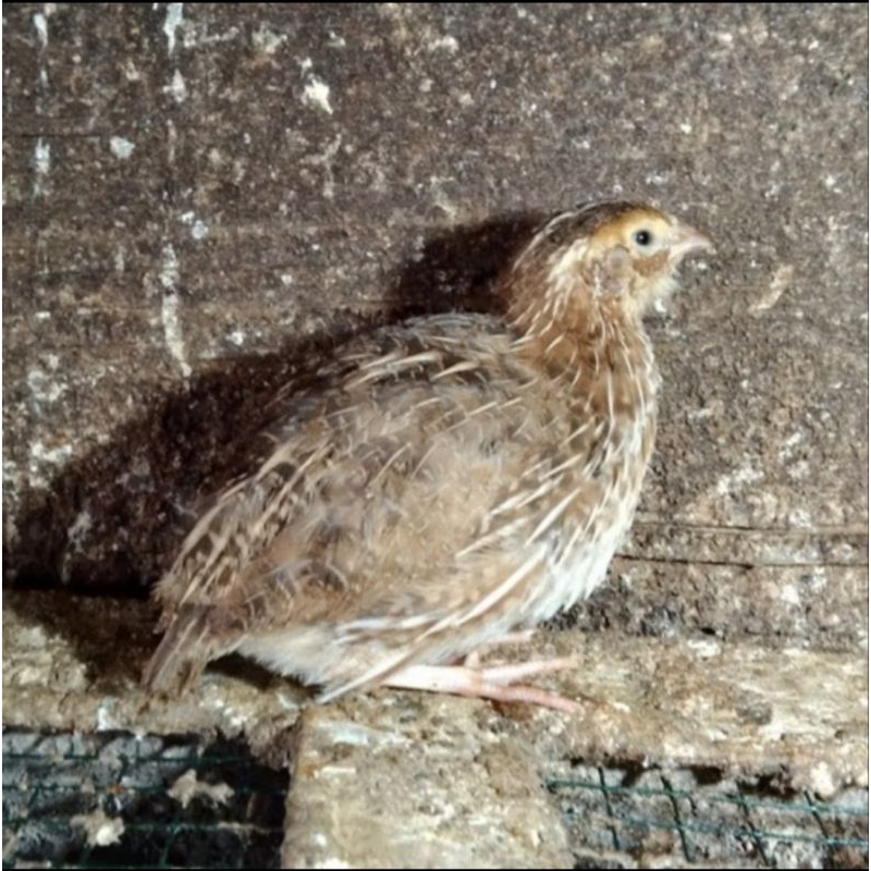 Burung puyuh jantan beli 10 free 1 ekor