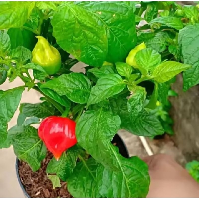 Bibit Tanaman Hidup CABE PAPRIKA - Bibit Pohon Cabai Paprika Reaper Dalam Polybag