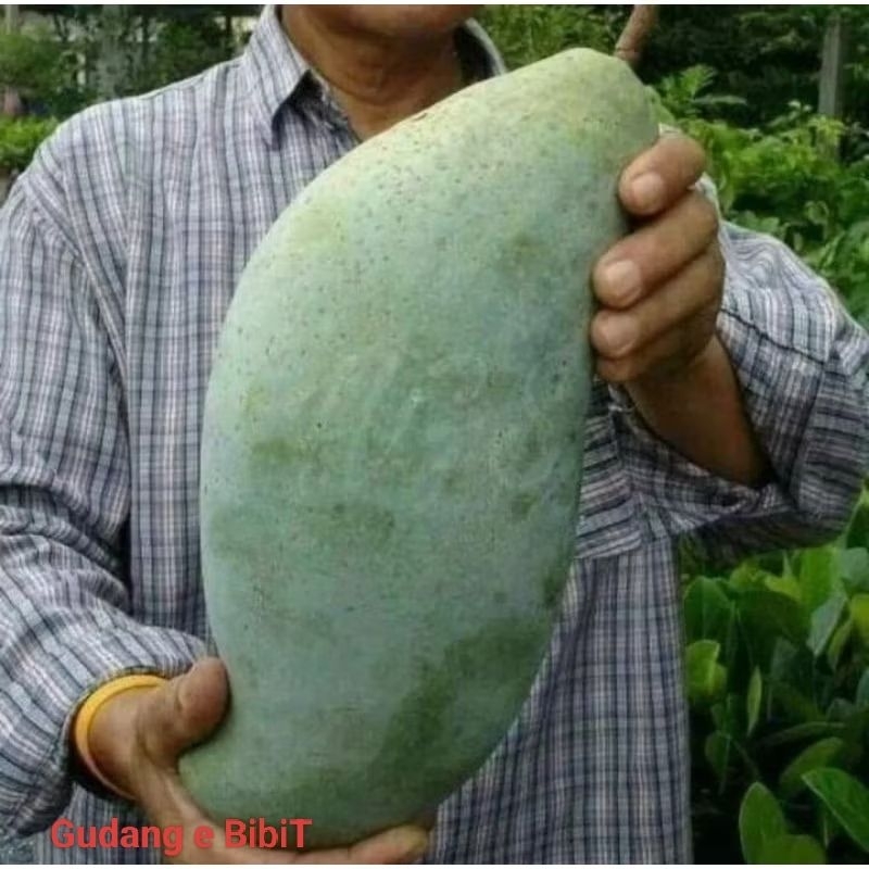 Bibit Mangga Mahatir Batang Besar