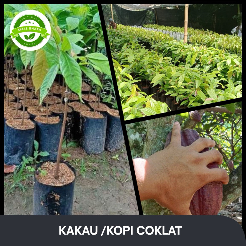 bibit cacau /kopi coklat sambing pucuk