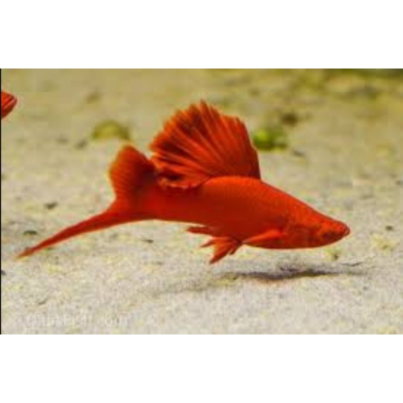 Platy Bloodred Cauliflower