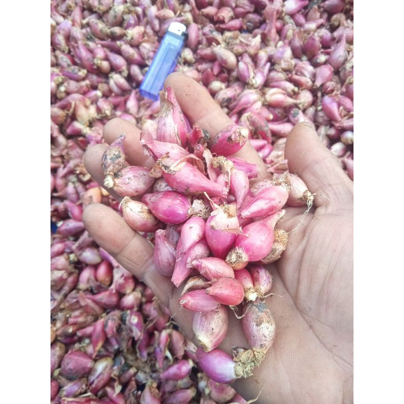 

bawang merah lokal Demak dan Brebes