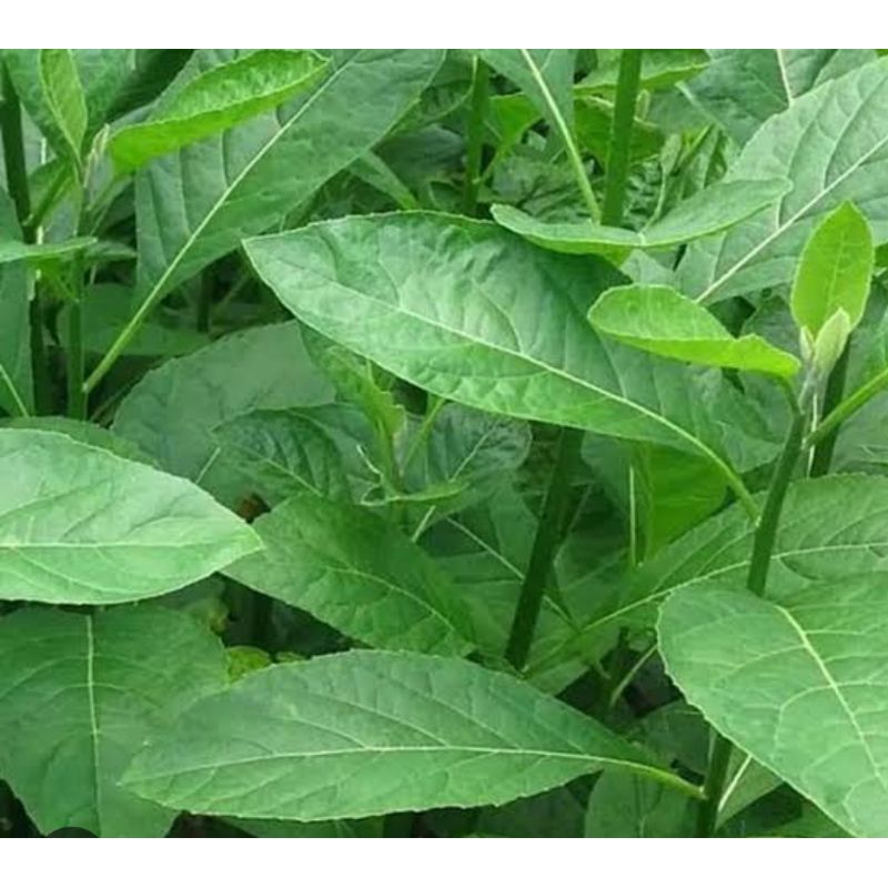 

daun sembung afrika 300 gr fres di petik saat d order