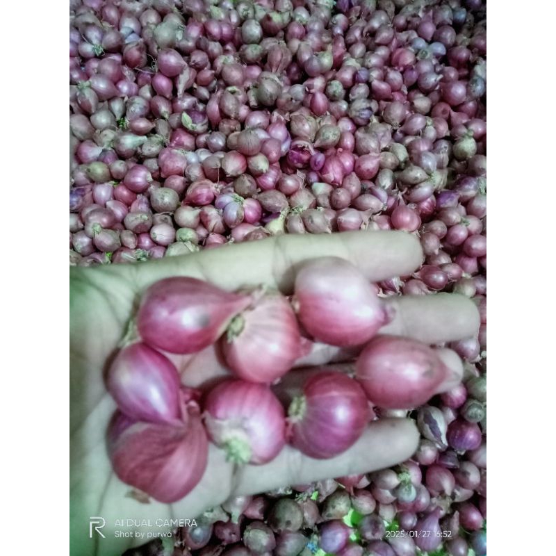 

BAWANG MERAH MURAHHHH