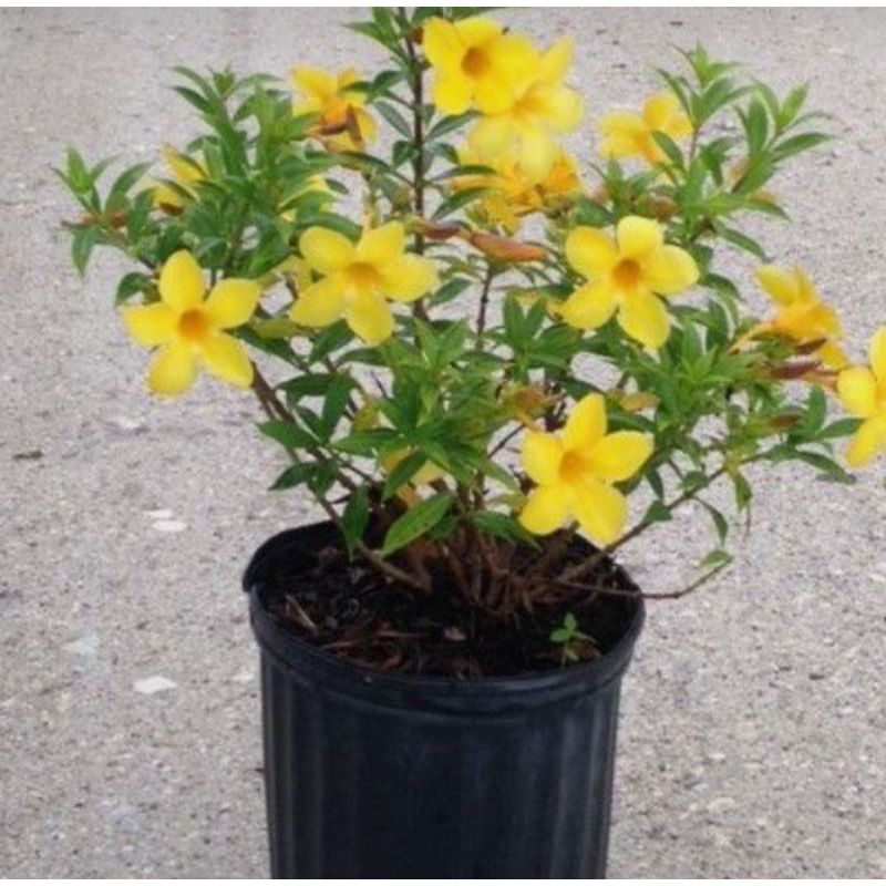 Alamanda bunga kuning tanaman hias alamanda