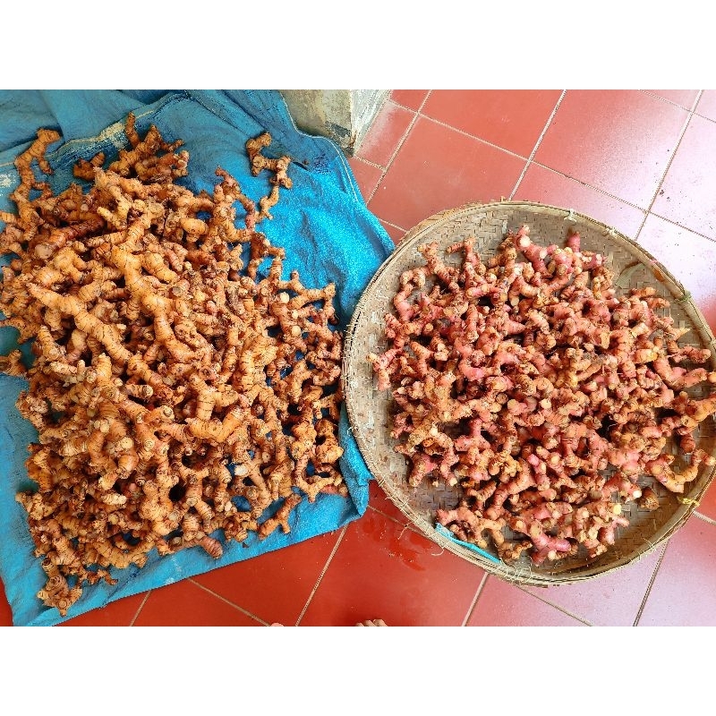 

LENGKUAS/LAJA/LAOS MERAH