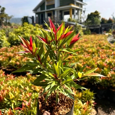 Pucuk Merah | Tanaman Hias Pucuk Merah | Pohon Daun Pucuk Merah | Bibit Pohon Pucuk Merah Murah | Pu