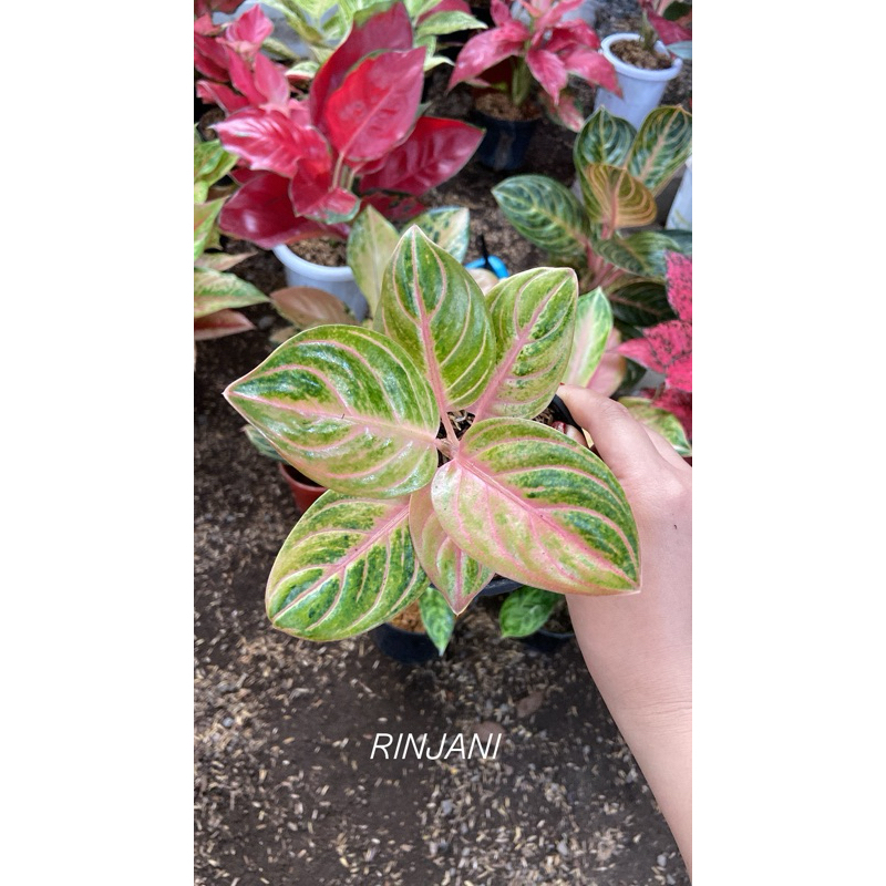 Aglaonema Rinjani ekonomis