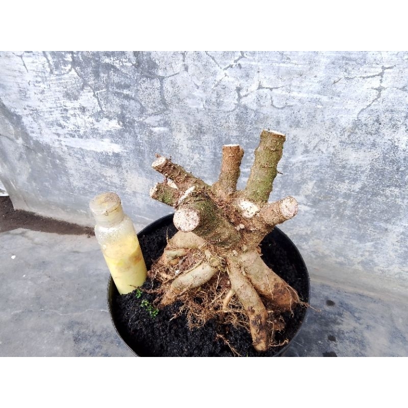 bahan bonsai anting Putri mikro prokar