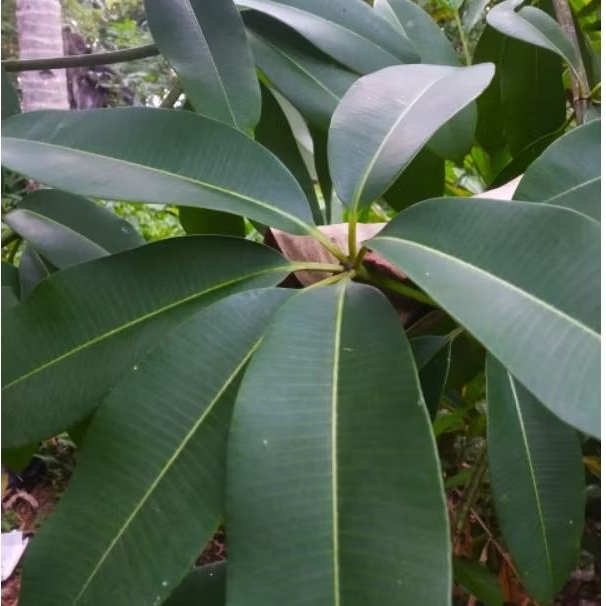 

Obat Demam Daun Pule Segar/ Daun Lame 500gr