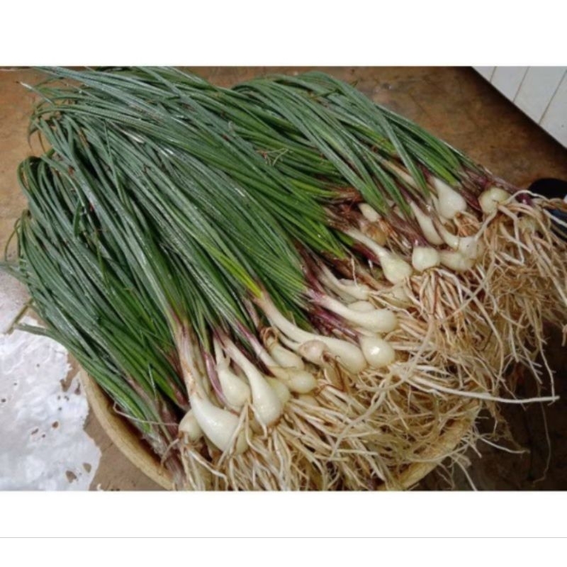 

Bawang Batak segar 1 kg