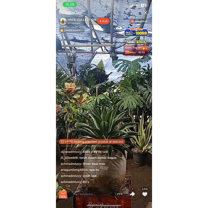 tanaman hias agave silver blue