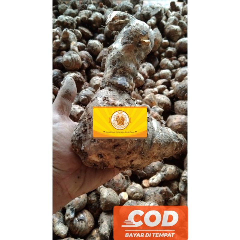 

Temulawak Fresh 500g