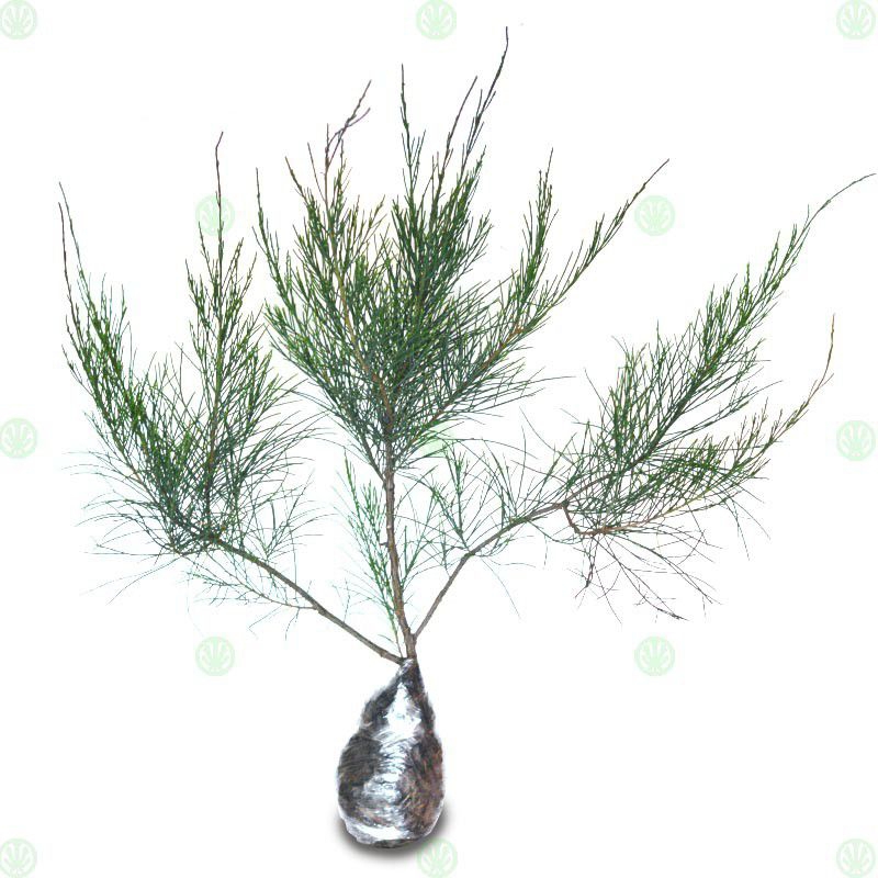 bahan bonsai Cemara udang