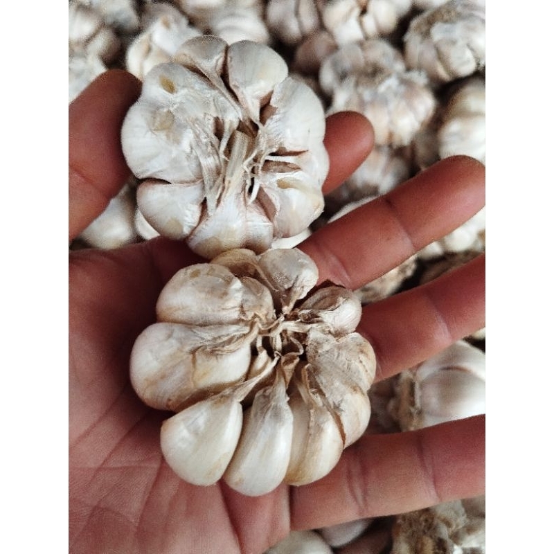 

bawang putih honan