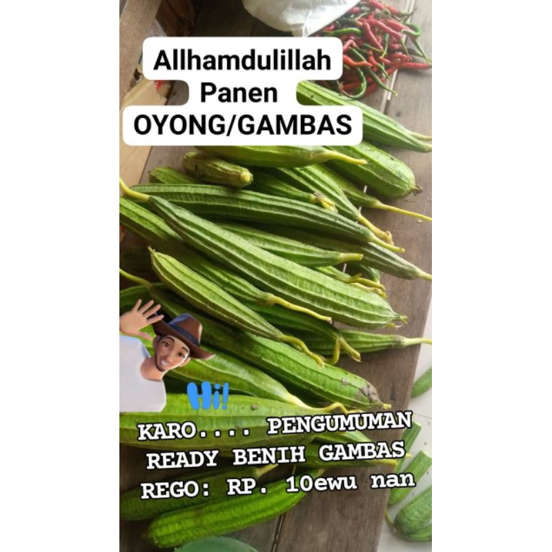 

Benih Sayur Gambas / Oyong