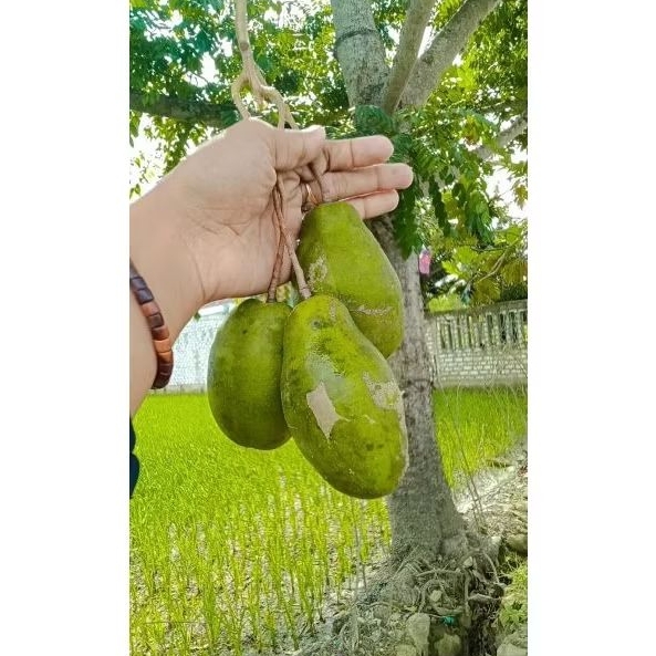 

Kedongdong babat/bangkok 1kg