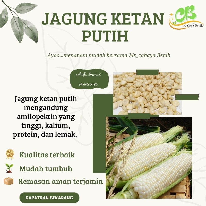 Benih jagung ketan putih (500 gram), bibit jagung putih ketan unggul