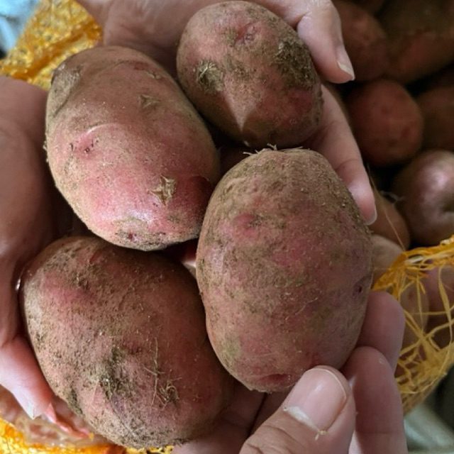 

Kentang Merah Segar Pangalengan