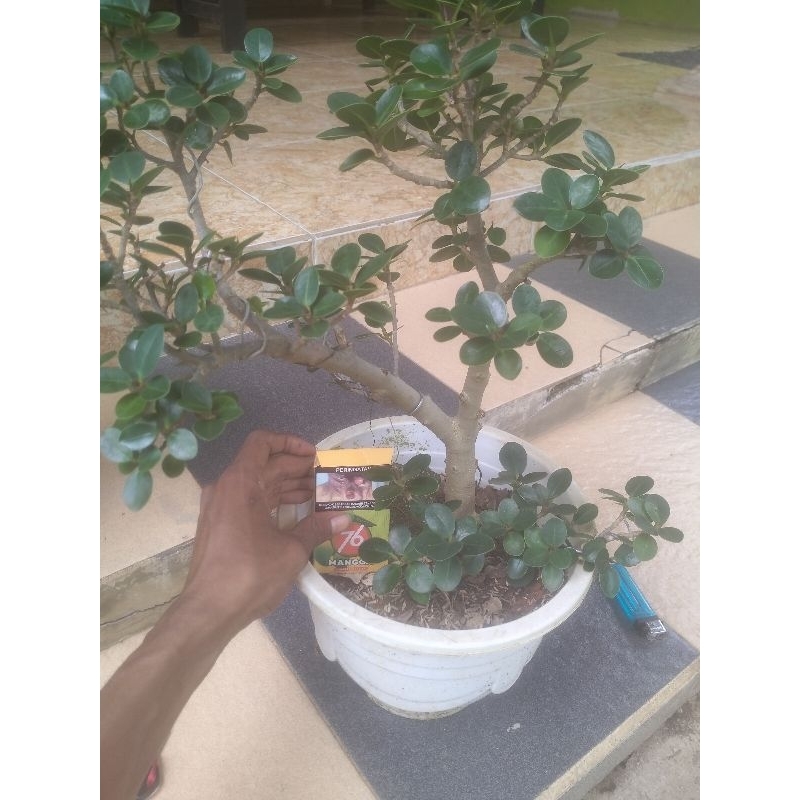 bahan bonsai dolar mikro/dolar mangkok ori