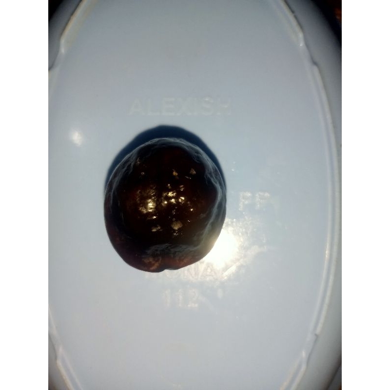 Muncang aduan jenis Yanti indung  rajanya kulit tebal keras