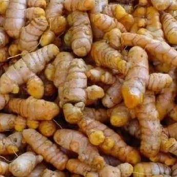 

KUNYIT SEGAR BUMBU DAPUR/BAHAN JAMU HETBAL 500GRM