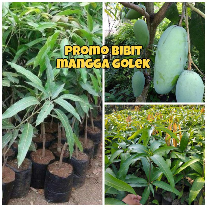 BIBIT MANGGA GOLEK SIAP BERBUAH