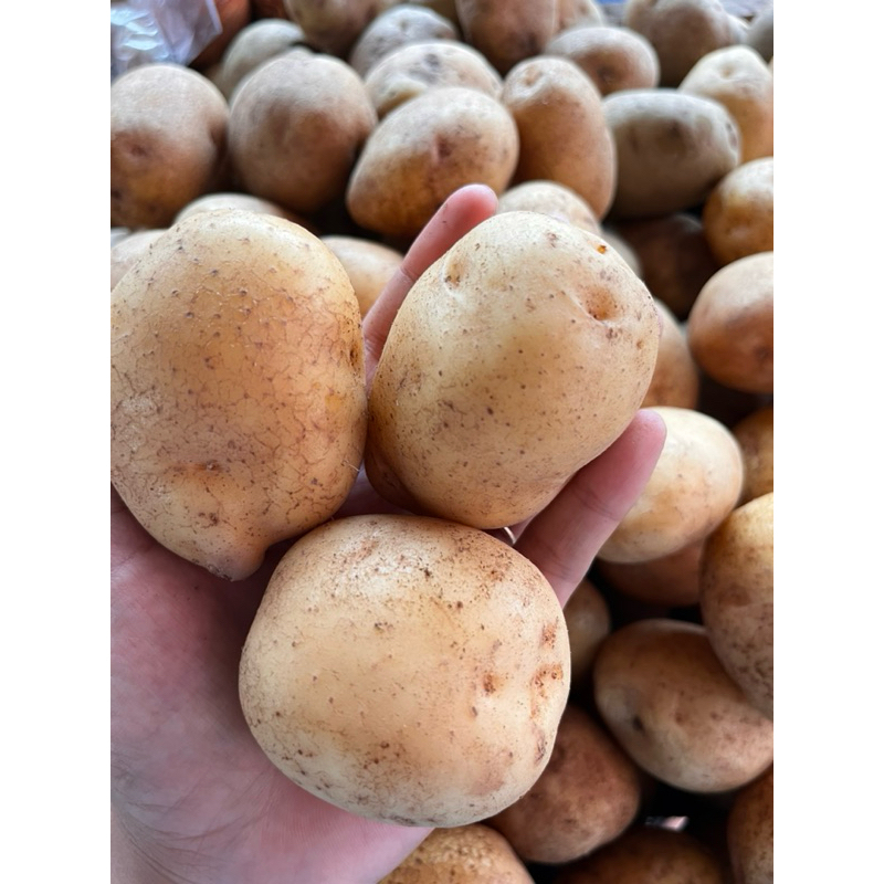 

Kentang kuning